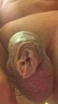 my old cock