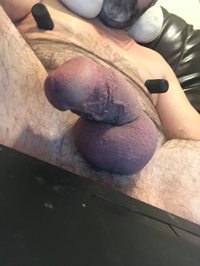 Hairy gay Pig cock