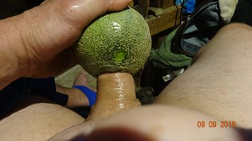 melon groper