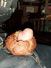 Dick head muffin.