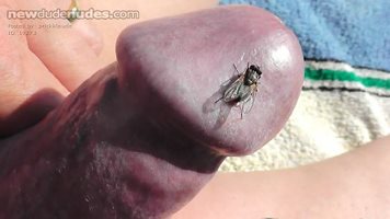 glans mosquito