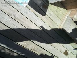 cock shadow